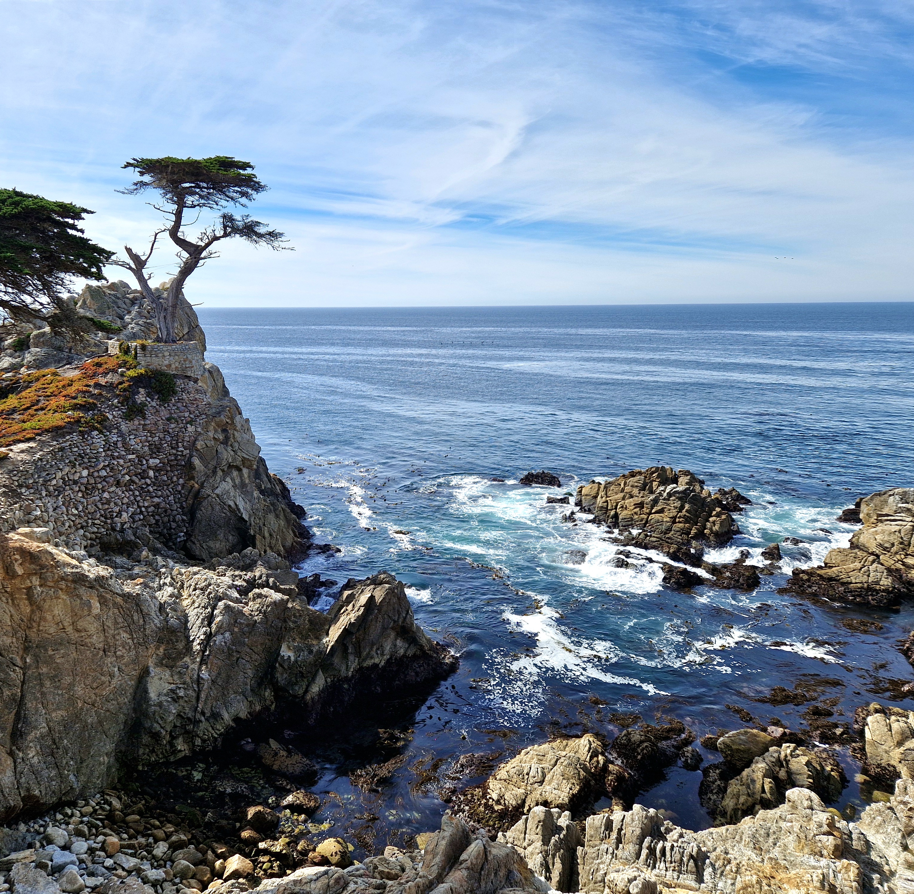 A cypress in front of the shore of the pacific ocean in Monterey, California.